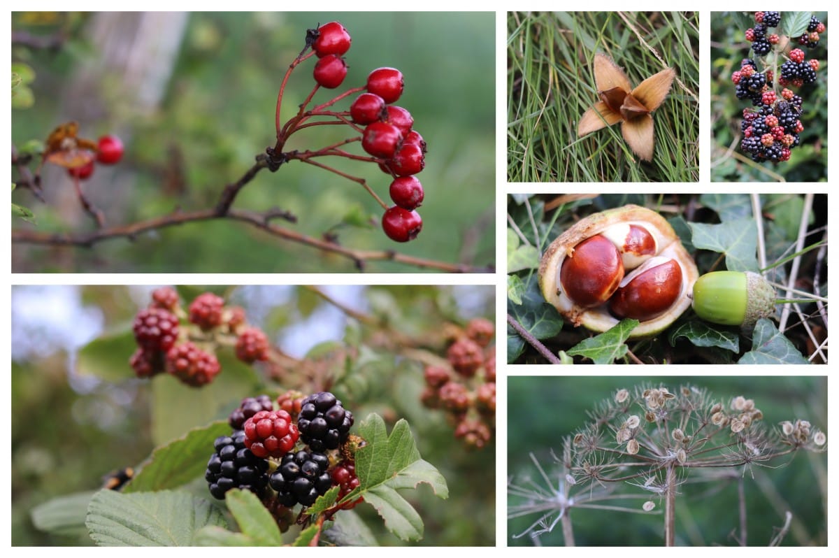 a collection of photos of Fruit of the Season