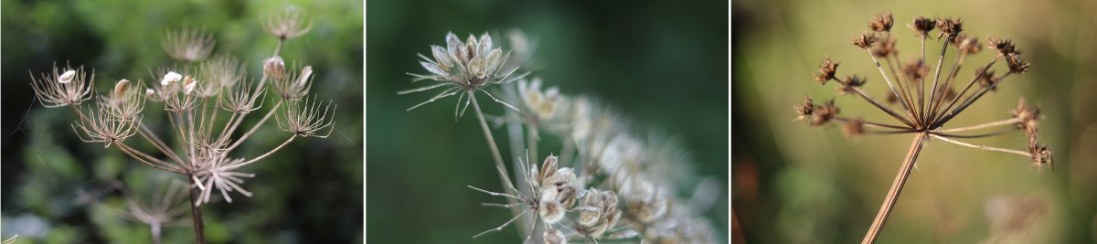 Photo of two Hogweed seedheads, next to a Dropwort Water Hemlock seedheads, for comparison