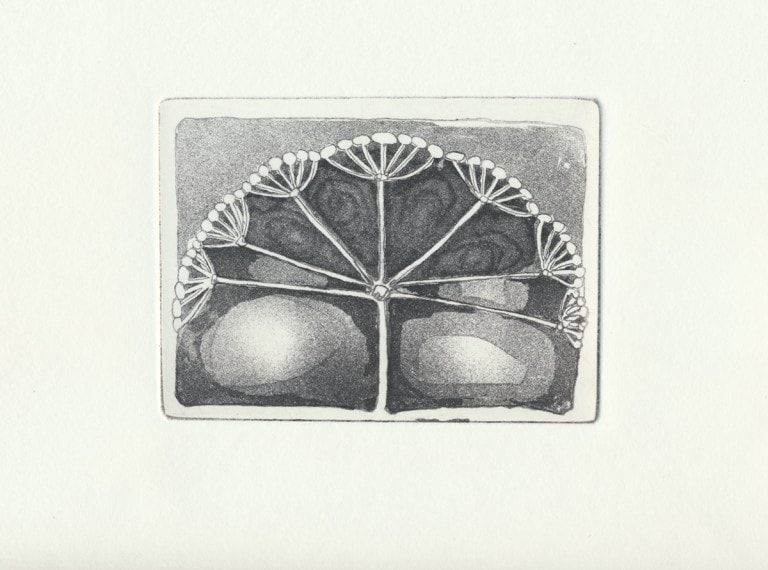 Hogweed Copper Etching - work in progress