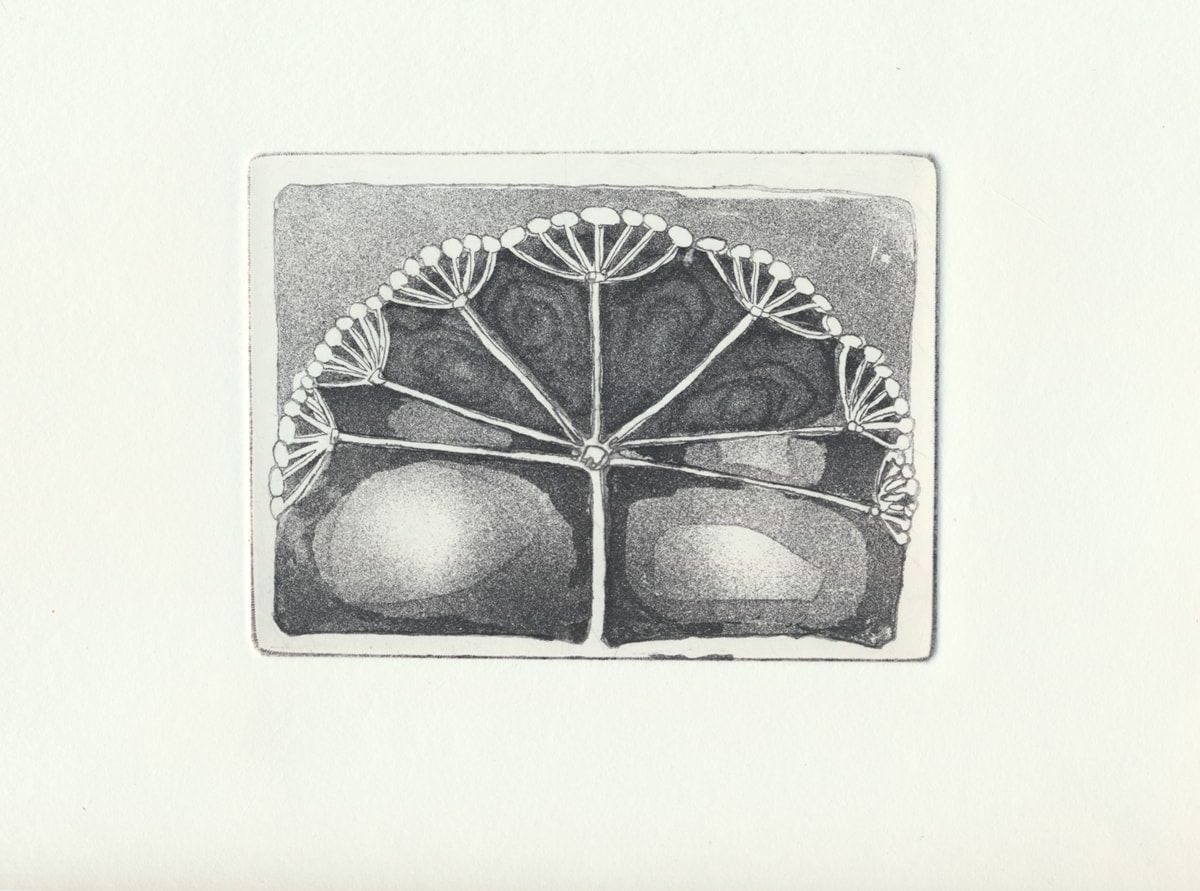 Hogweed Copper Etching - work in progress
