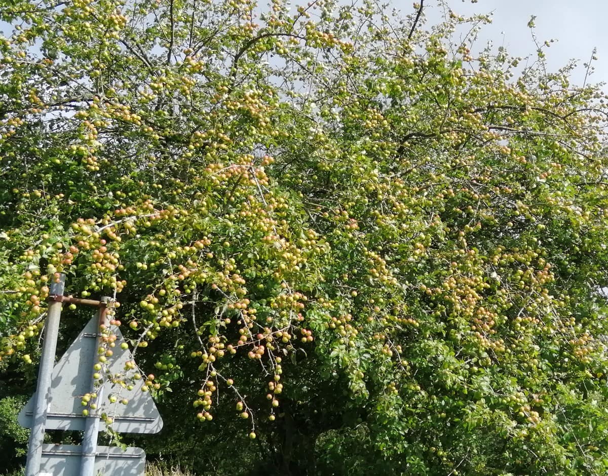 Laden Crab Apple Tree