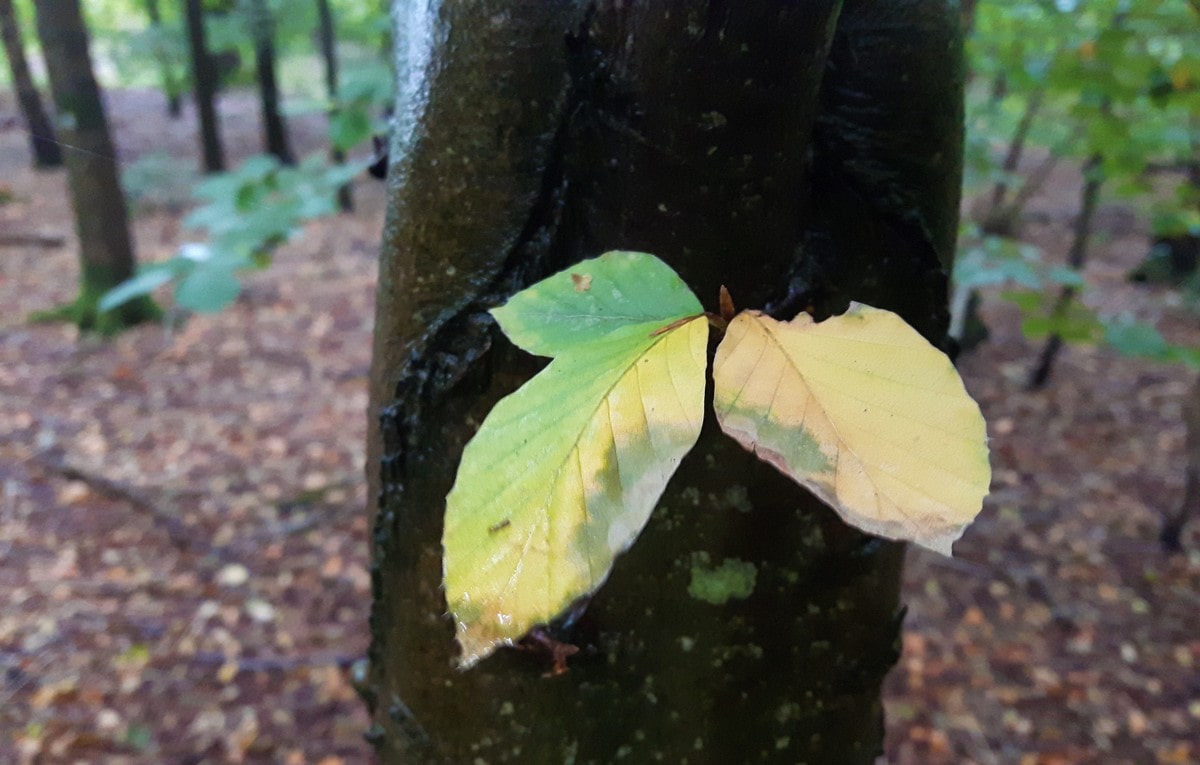 Leaves on dark, wet tree trunk