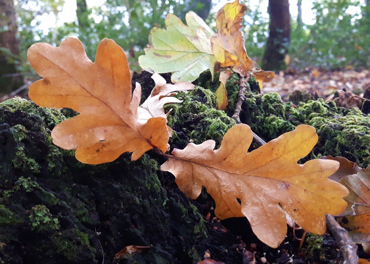 Oak Leaves Shape