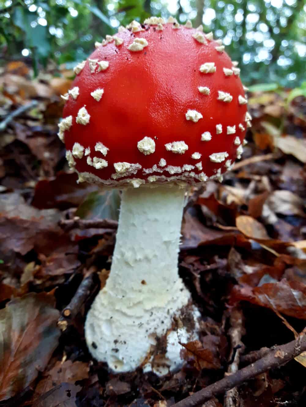 Photo of a Perfect Fly Agaric Mushroom