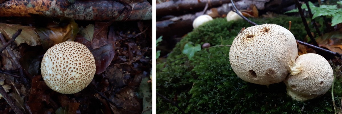 Puffballs