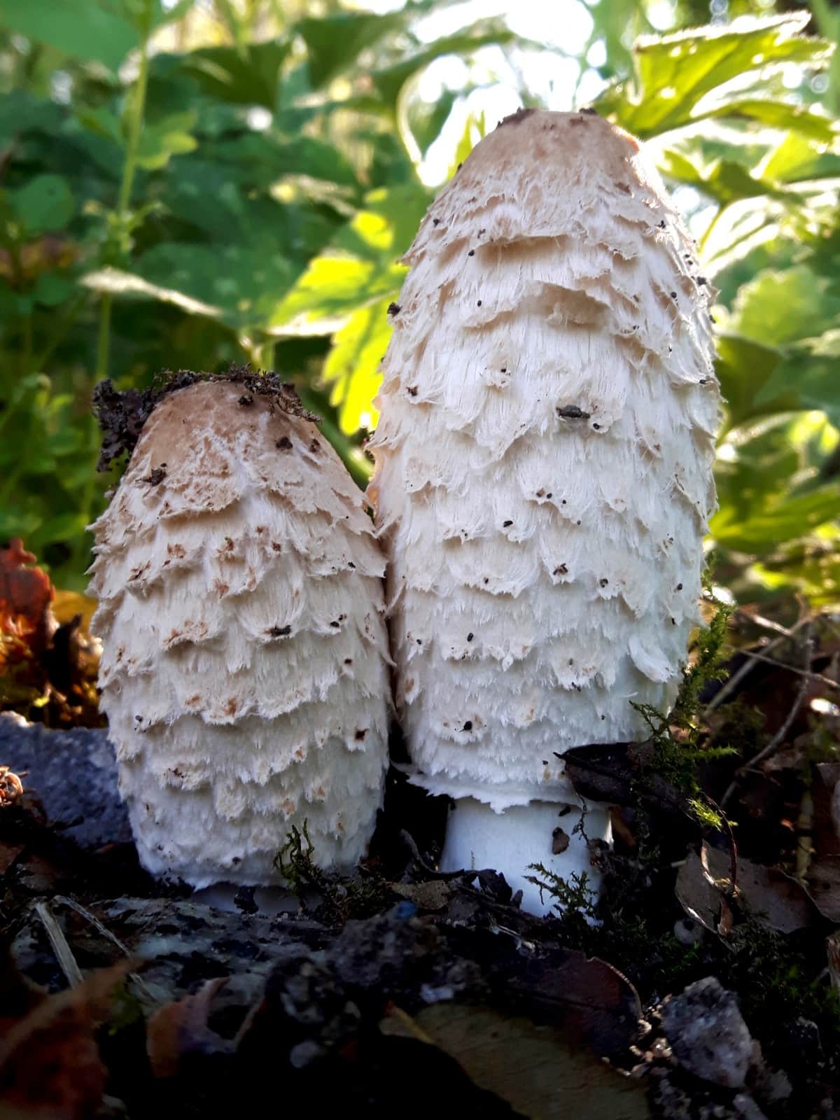 Shaggy Inkcap