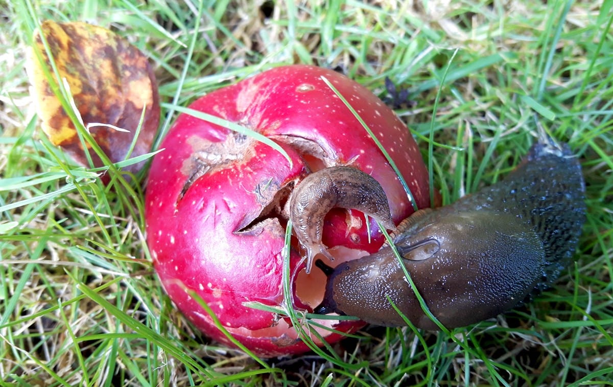 Slugs and a magic apple