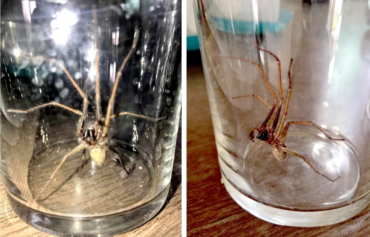 Large house spider in glass