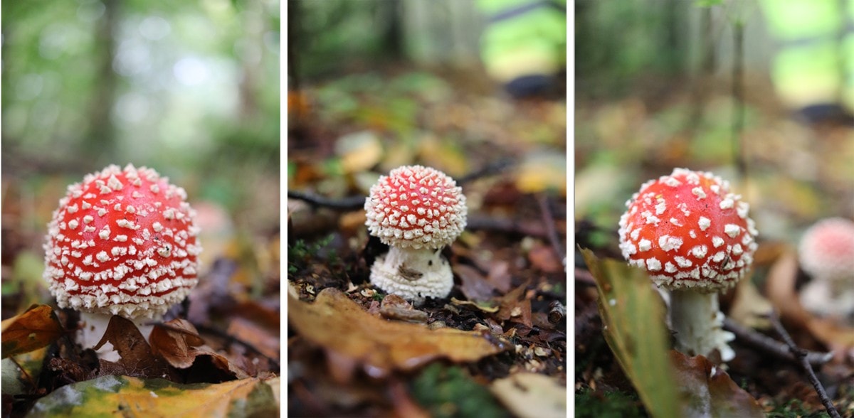 Three photos of fresh young fly agaric