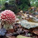 Young Fly Agaric with the leaves and woodlandbehind