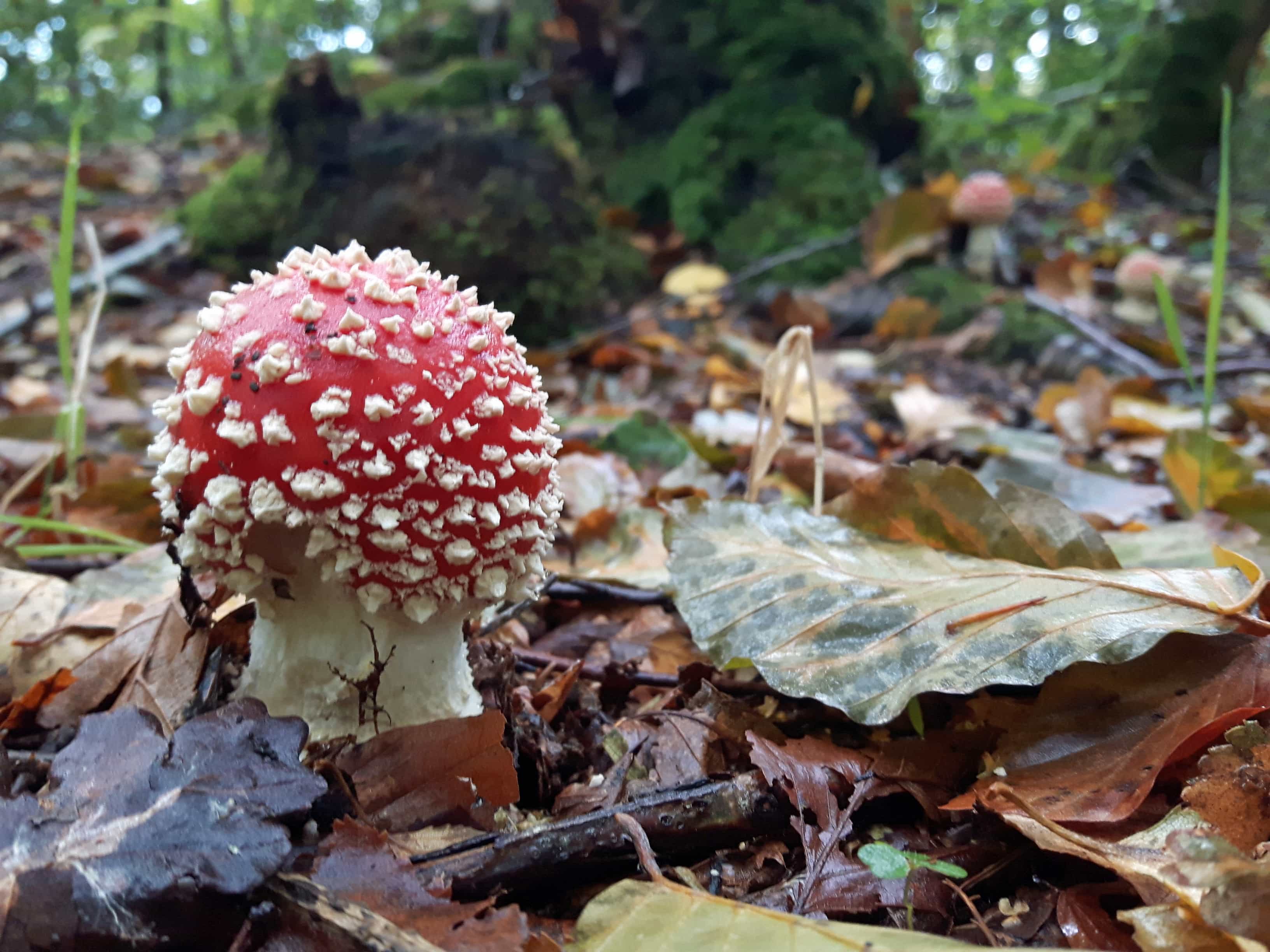 Young Fly Agaric with the leaves and woodlandbehind