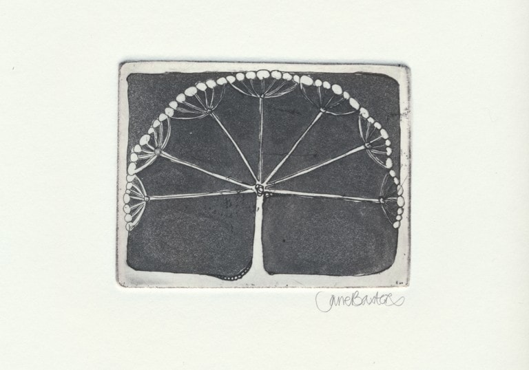 Hogweed - a monotone copper plate etching print which used aquatint