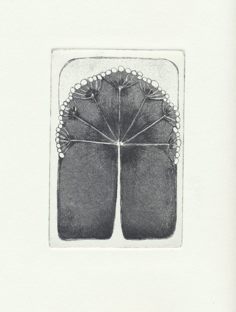 Hogweed II - copper plate etching with line and aquatint