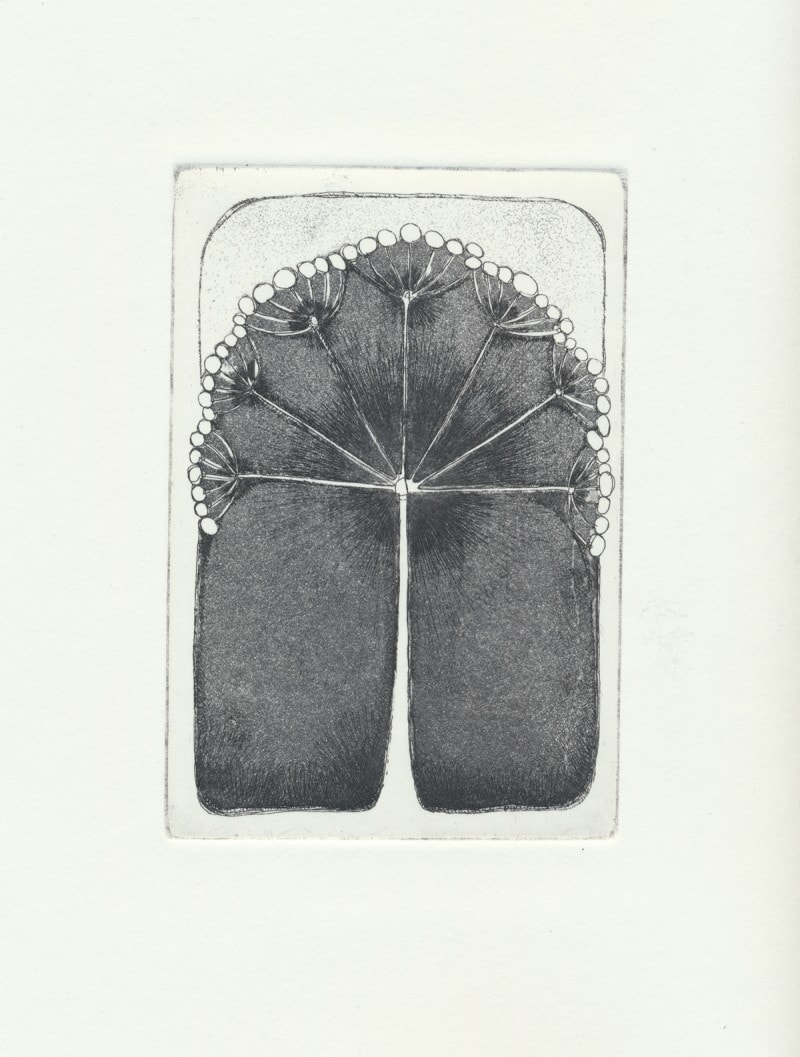 Hogweed II - copper plate etching with line and aquatint