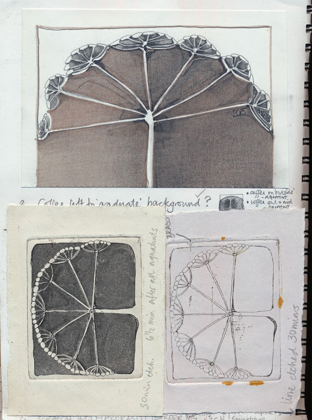 A sketchbook page showing my Hogweed Sketch and various notes