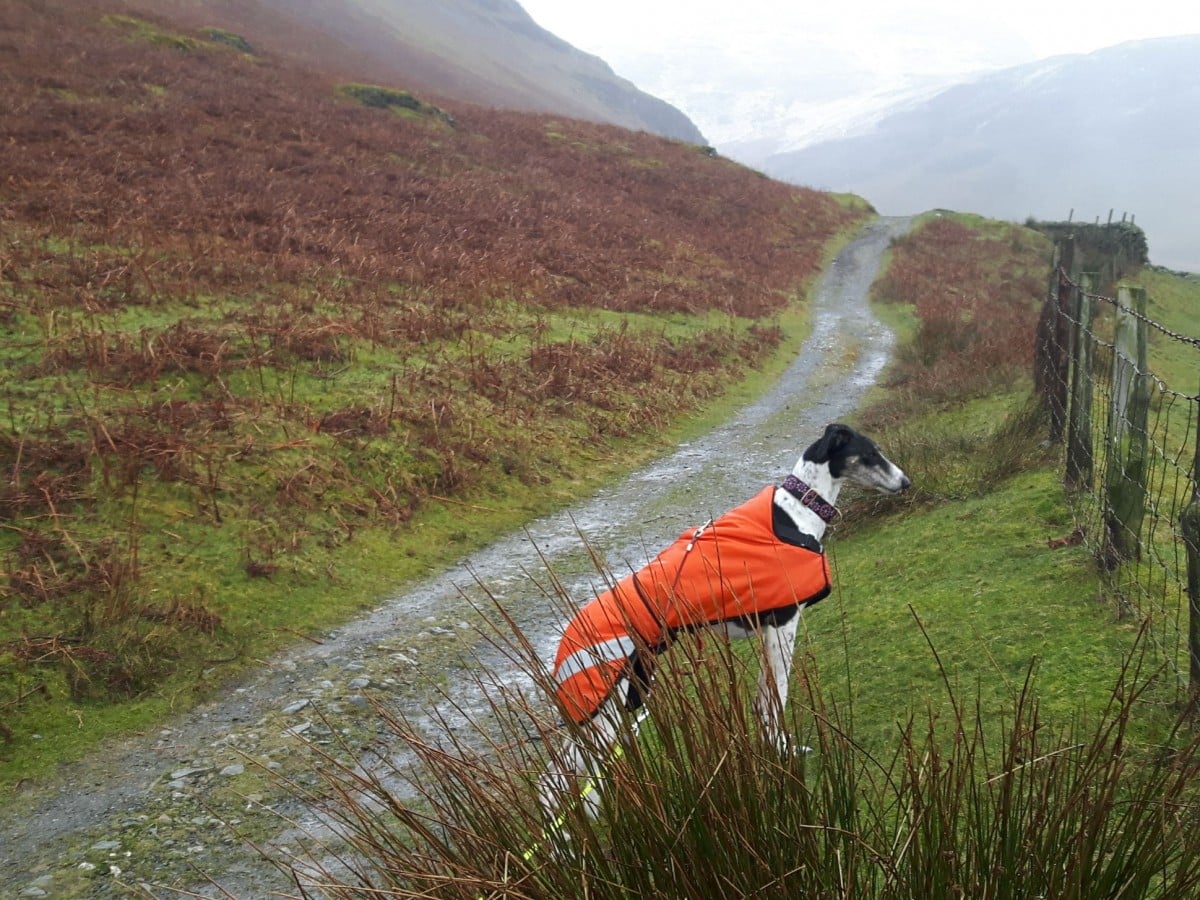 Rescue Saluki cross long dog exploring