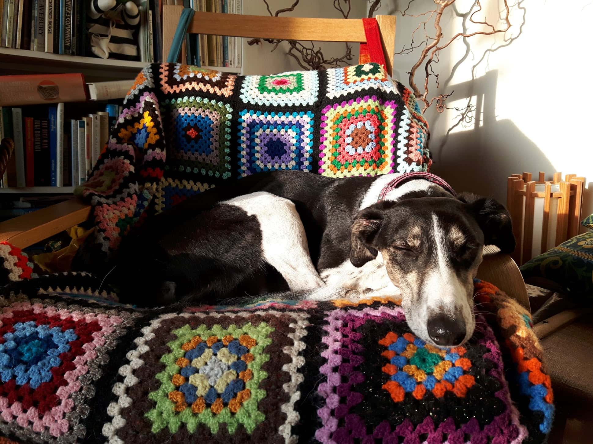 Rescue saluki cross, Rosie enjoying the sunshine in her colourful chair