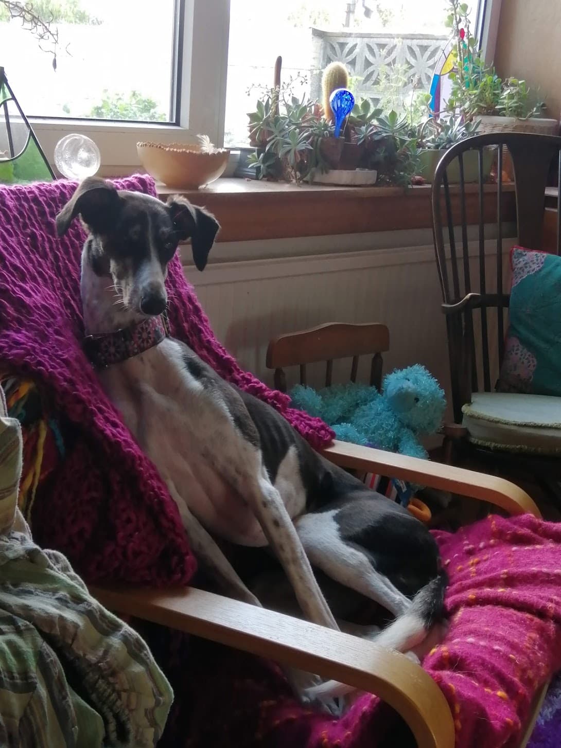 Comfy? Long dog in Ikea chair