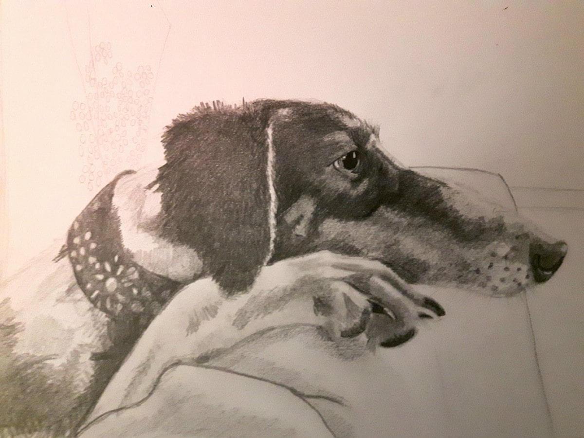 Drawing - Rosie in graphite - and a very long nose