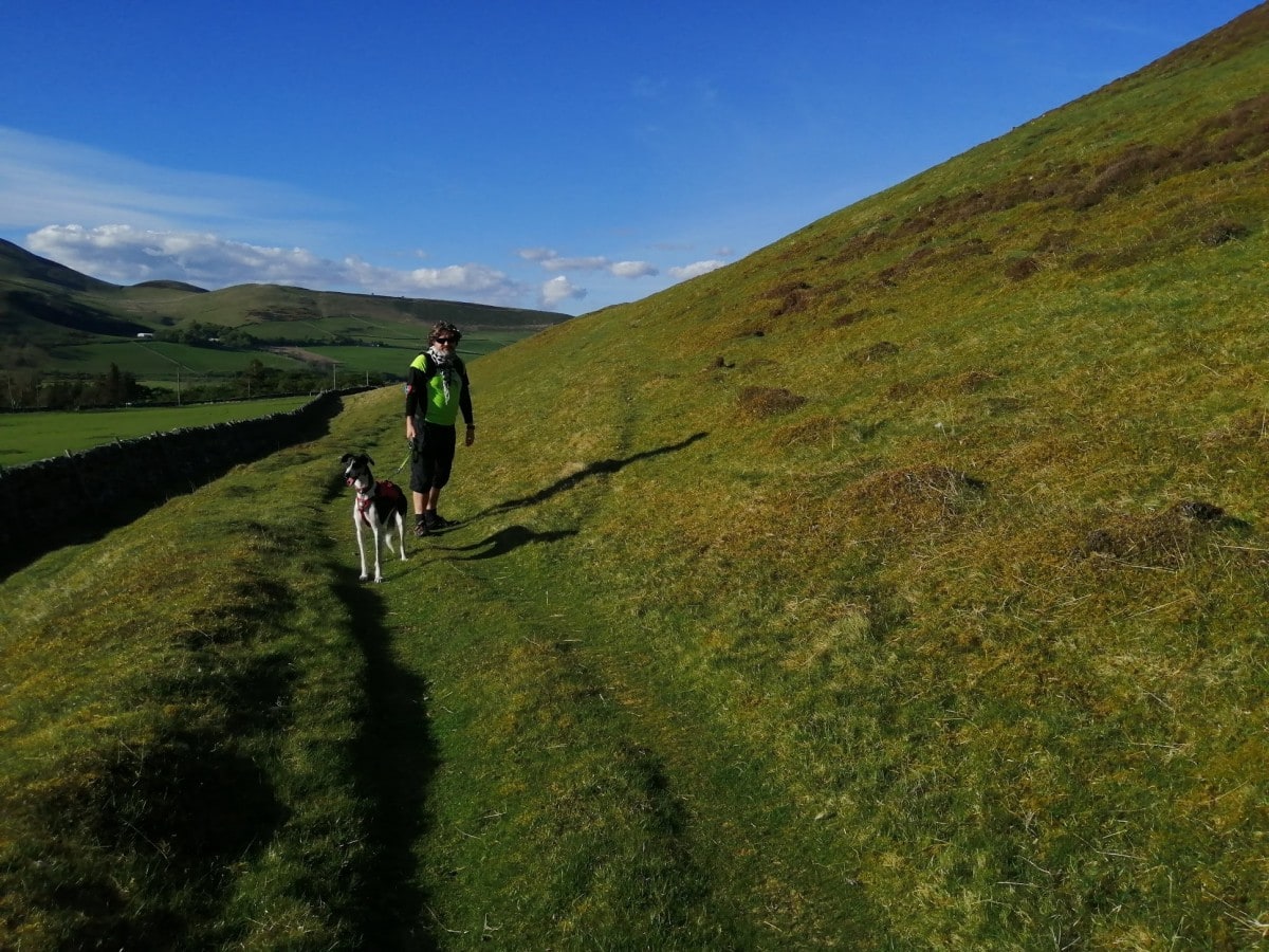 Hill walking with rescue saluki