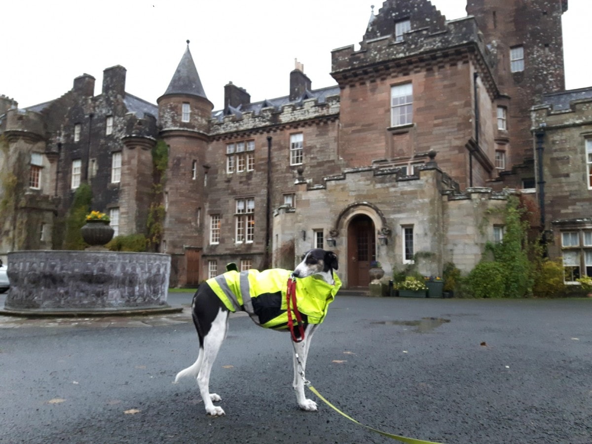 Home Sweet Home - Rescue saluki in front of posh castle hotel