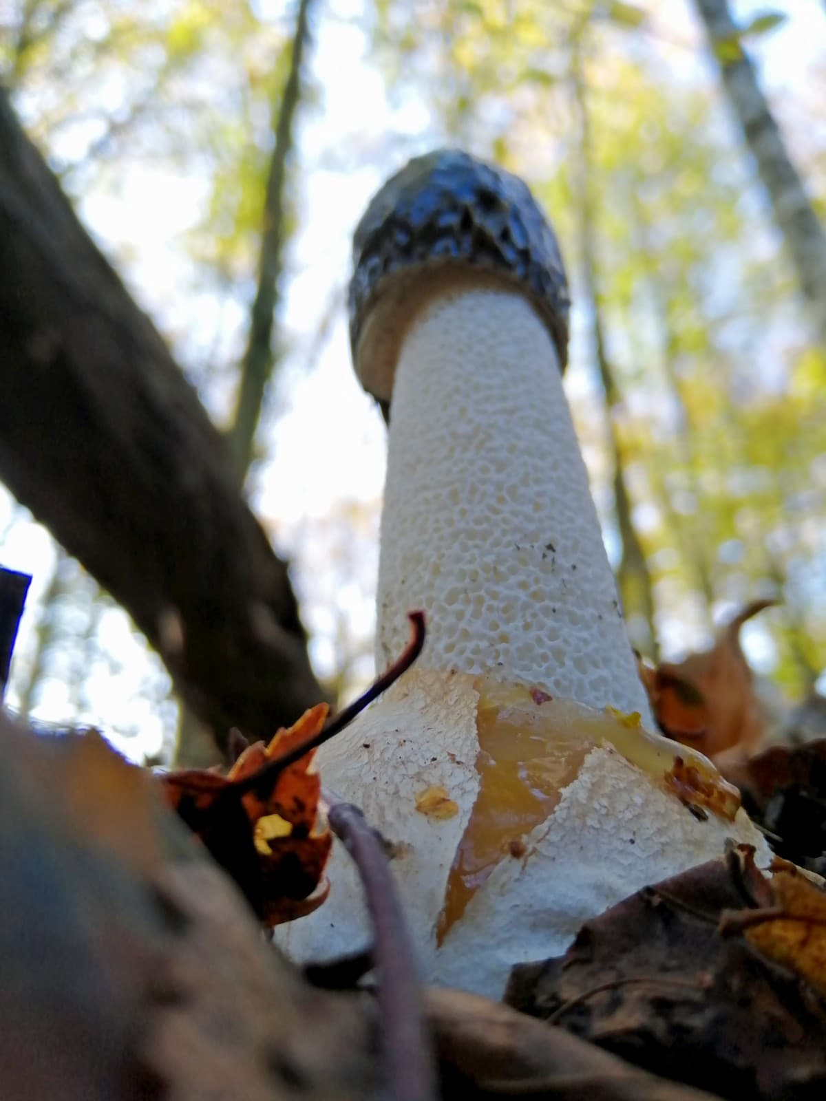 Impressive stink horn reaching for the sky - photo