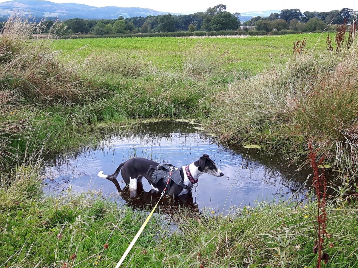 Rescue saluki cooling off in a big puddle