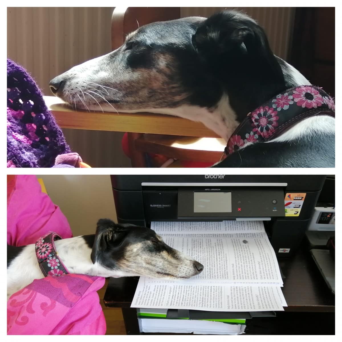 Long dog chin rest