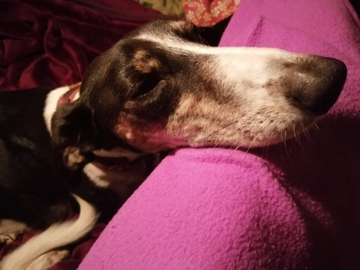Long nose doggo sleeping