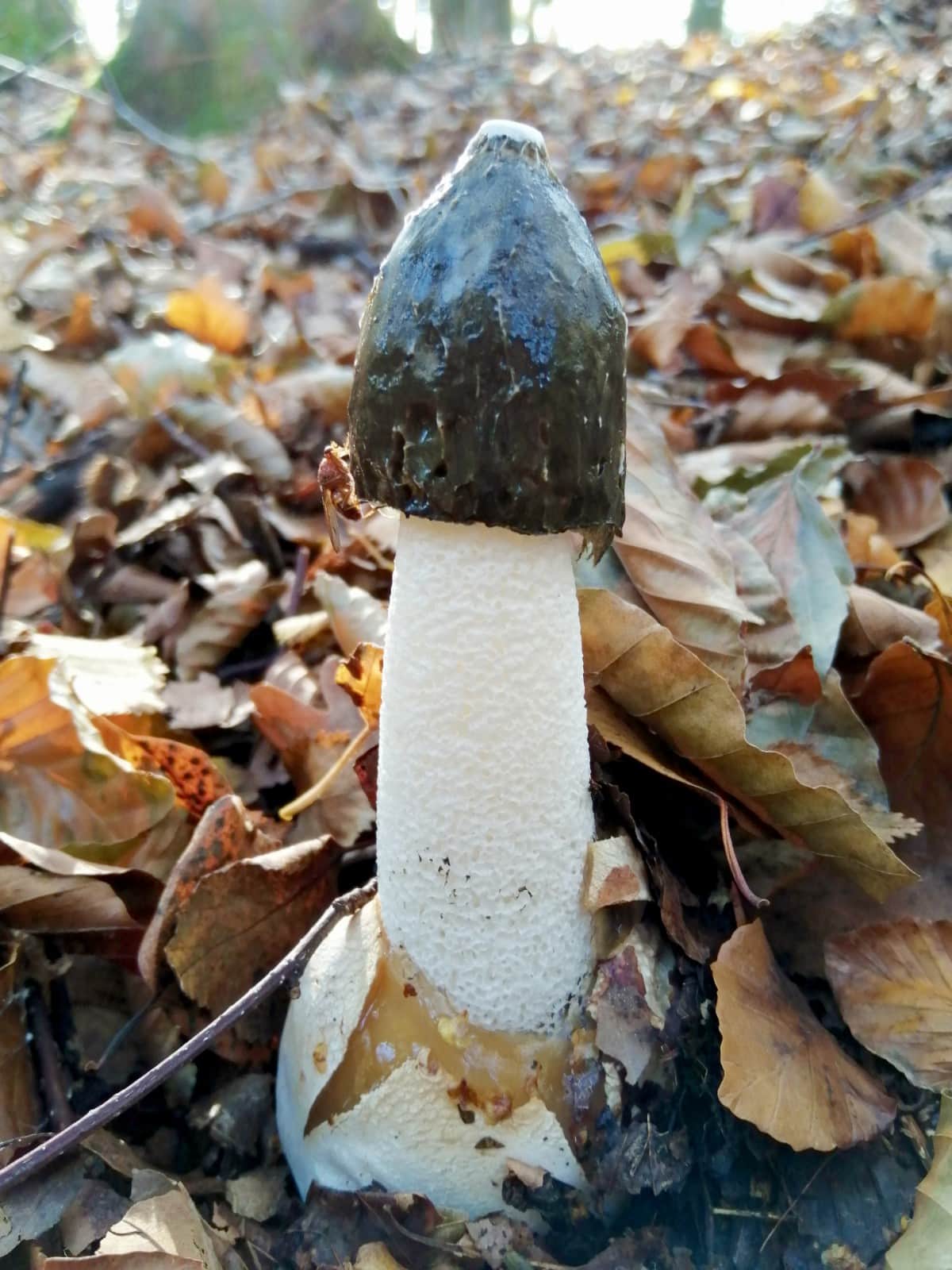 Phallus Impedicus clear photo portrait