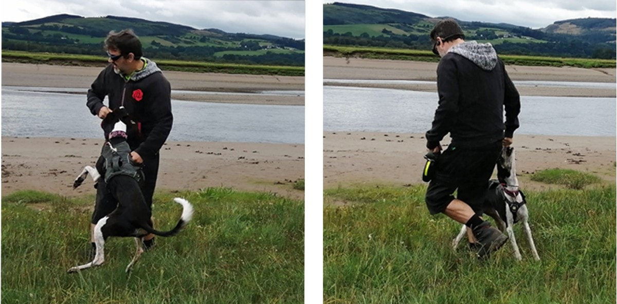 Rescue saluki cross playing