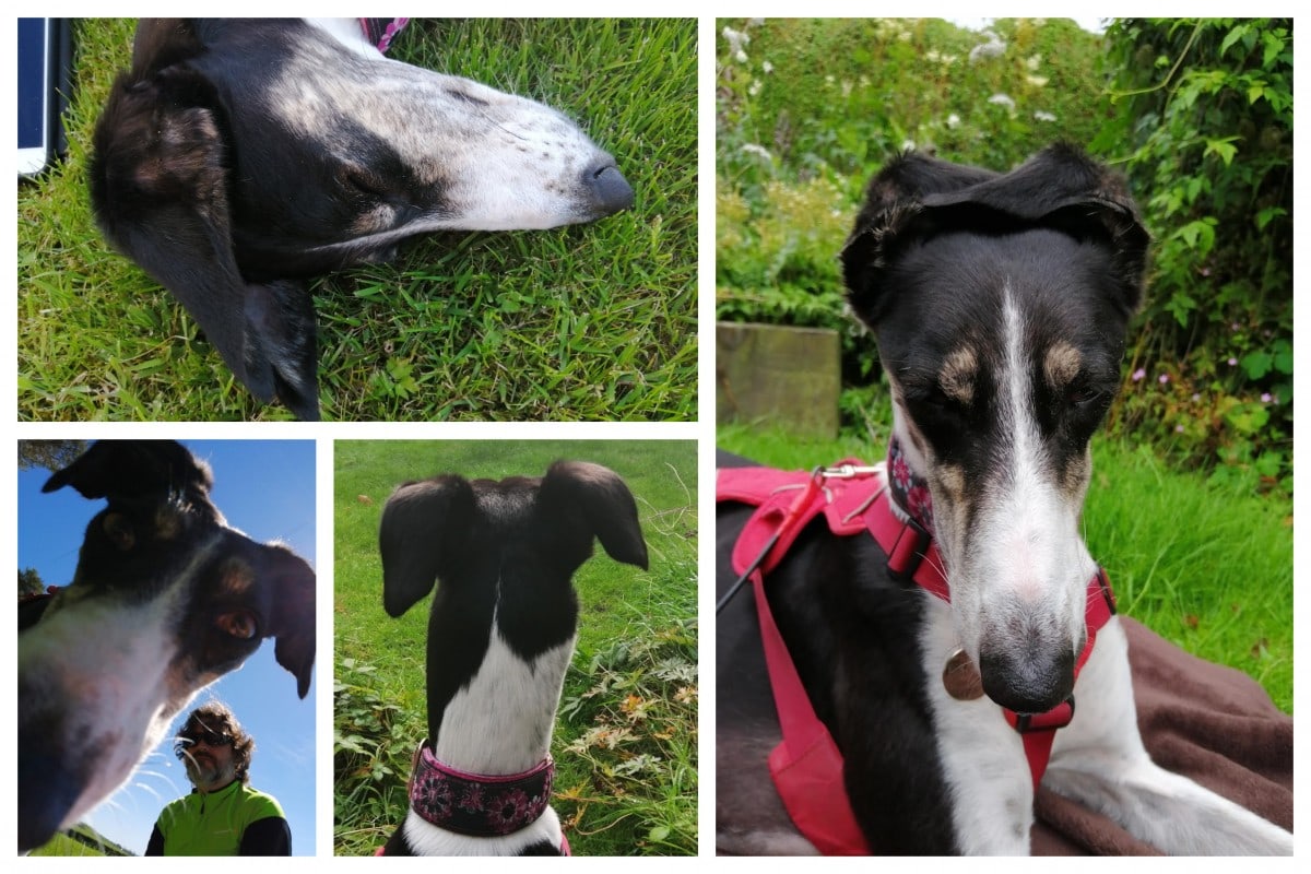 Rescue saluki Rosie ears
