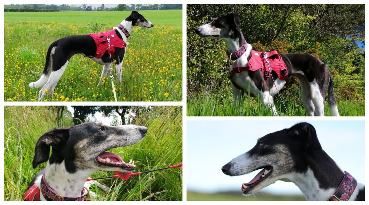 Rosie saluki cross posing