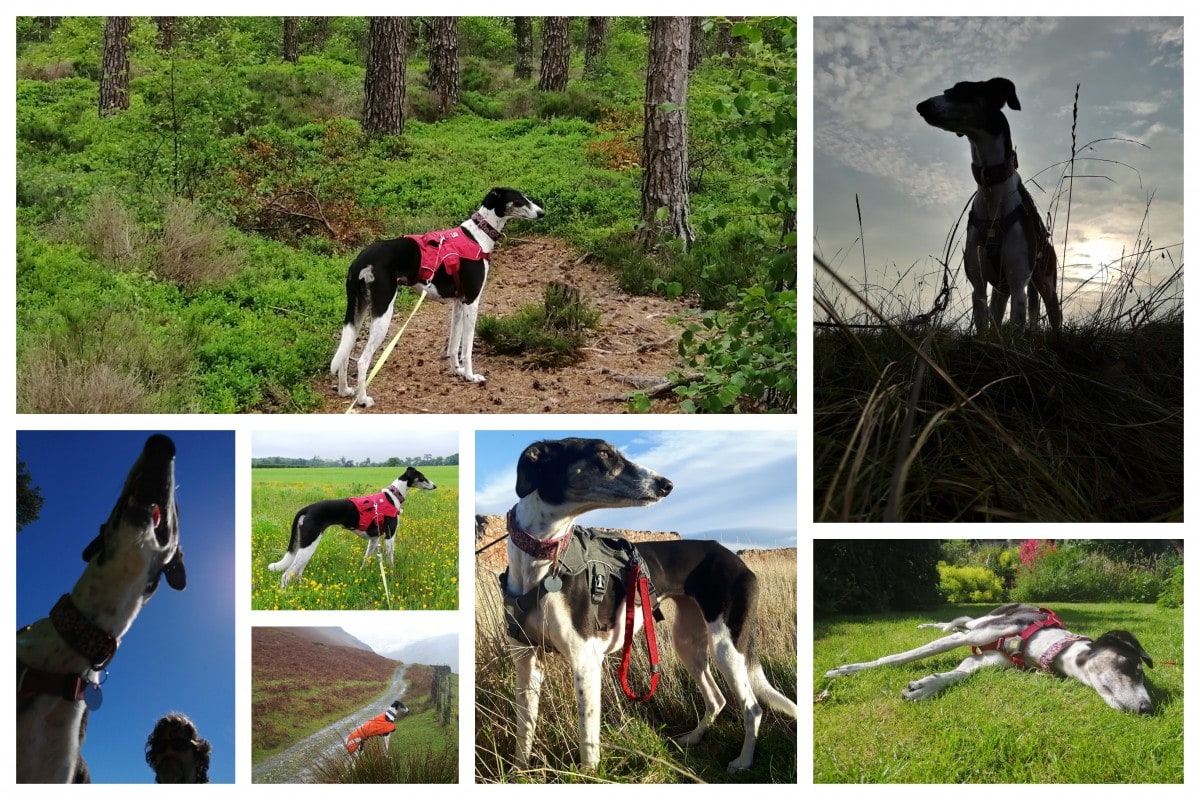 Rescue saluki cross out and about - A collage of images