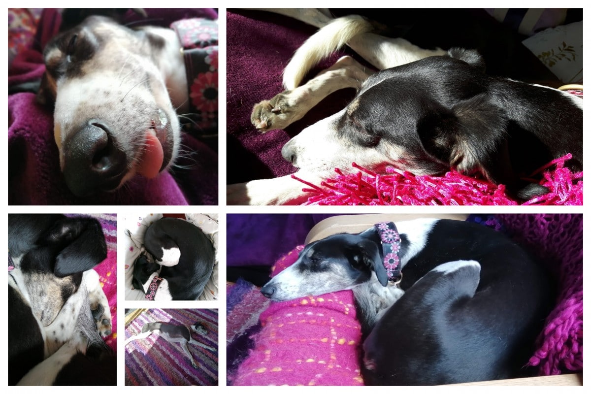 Rescue long doggo, Rosie resting, a grid of photos