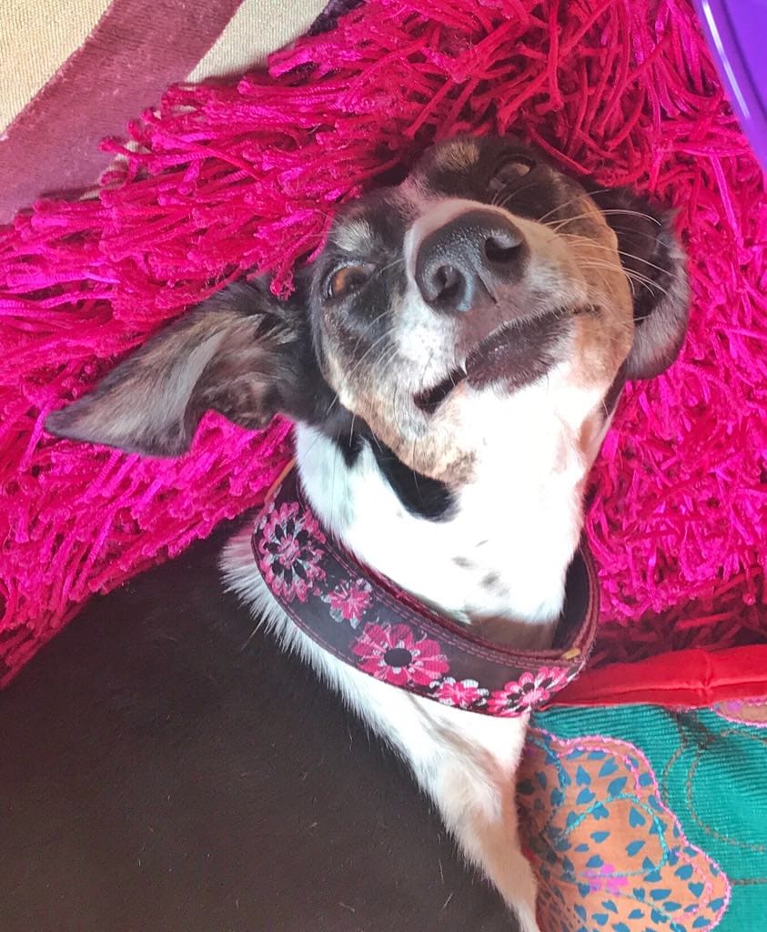 Silly sausage long dog Rosies face!
