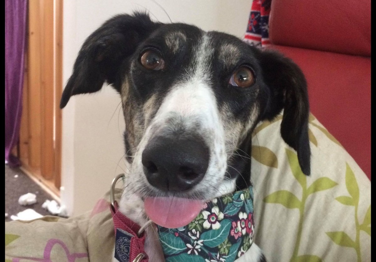 Daft long doggo photo - Rosies tongue
