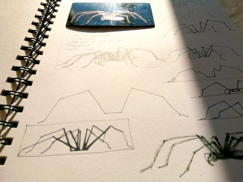 Eratigena sp Spider Copper plate page in sketchbook