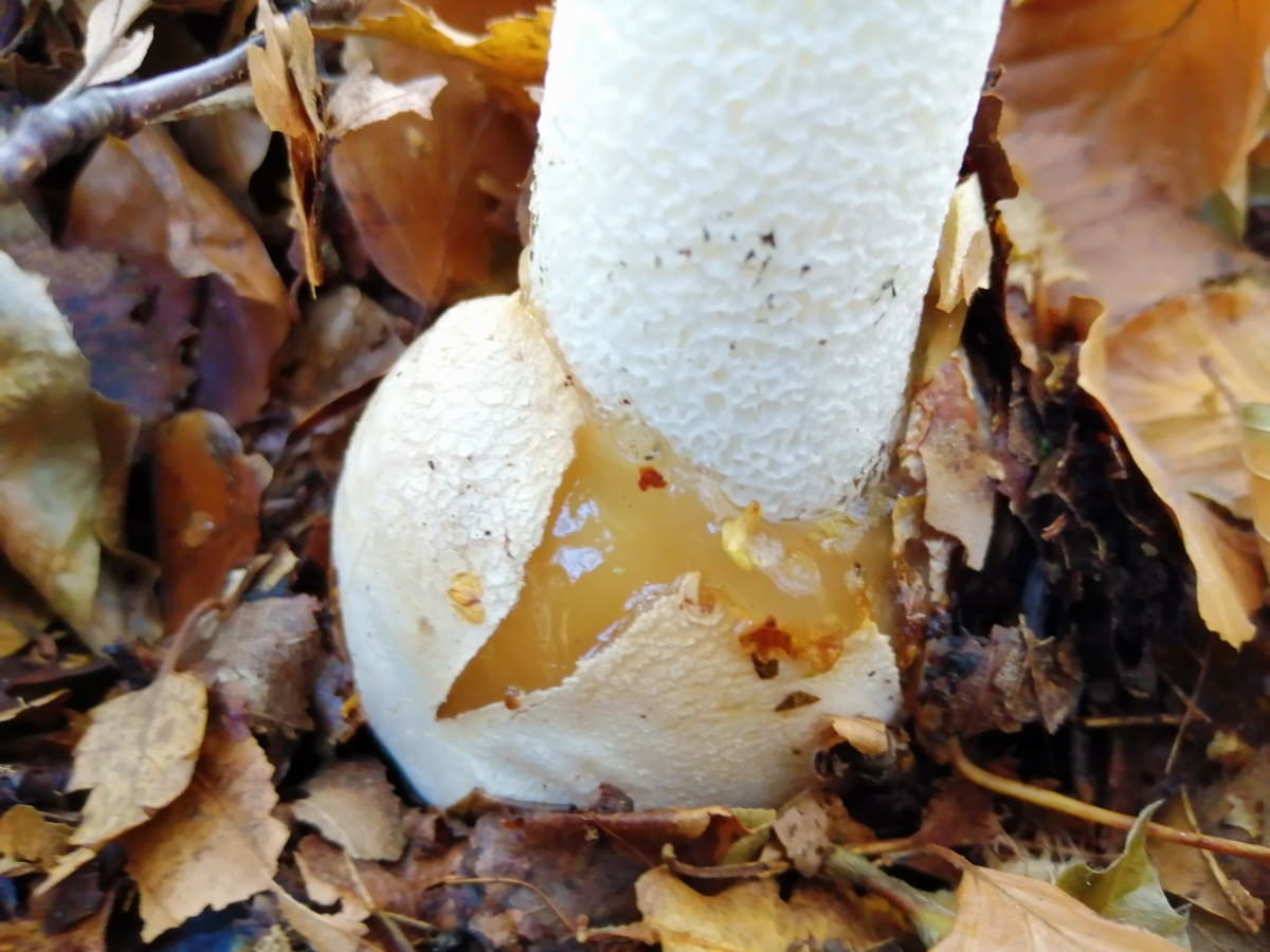 Stink horn egg - close up photo