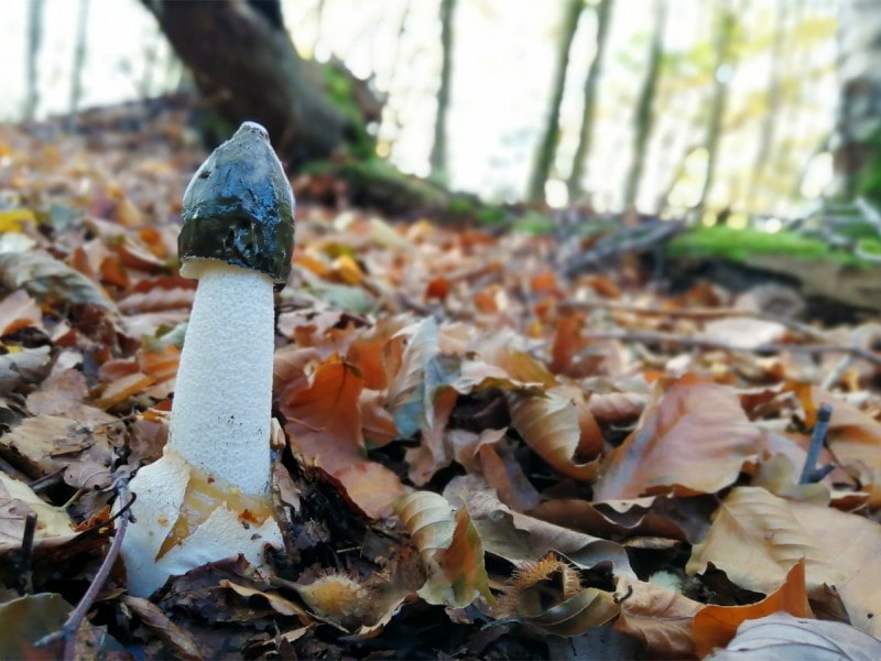 Phallus impedicus, common stinkhorn photo in the woods