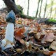 Phallus impedicus, common stinkhorn photo in the woods