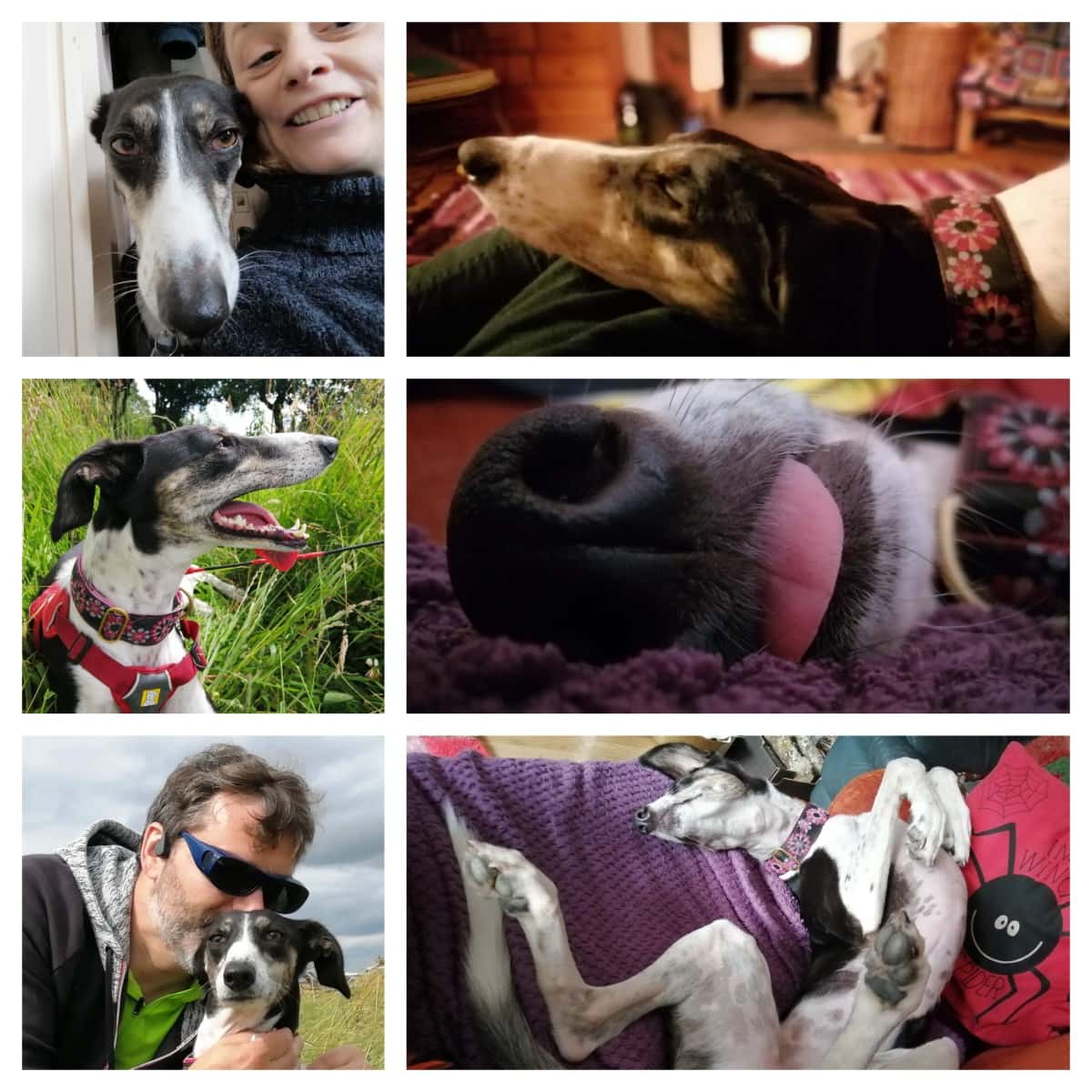 Grid of photos with rescue long doggo Rosie