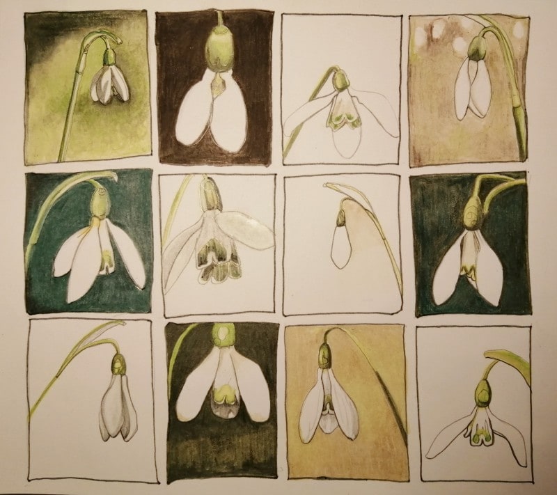 Twelve snowdrop 'plates' in hues of green and brown