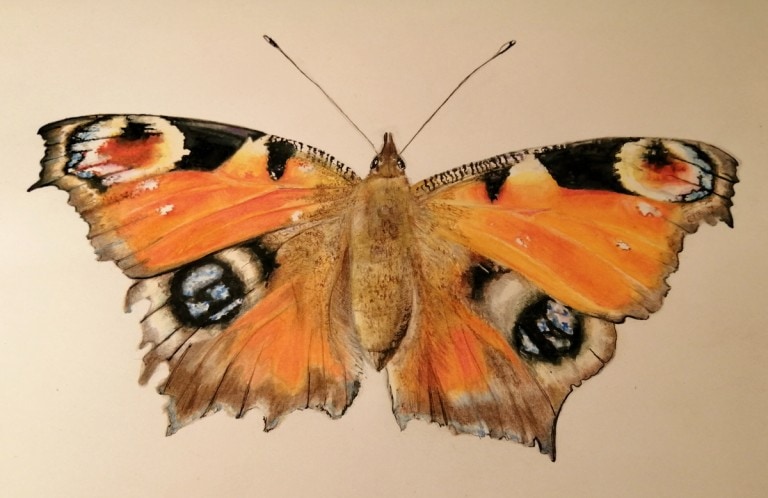 Illustration - coloured pencil drawing of a Peacock Butterfly