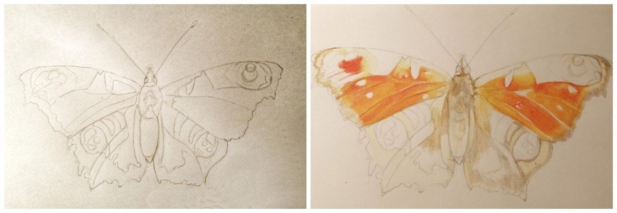 Sketch and first step colour illustration wip peacock butterfly