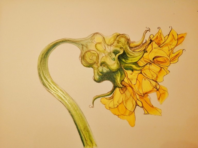 Coloured pencil illustration of a sunflower