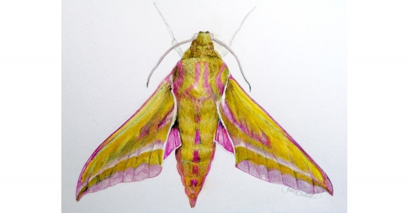 Detailed drawing in coloured pencil of an Elephant Hawk-moth, Artist drawn green and pink patterns, brightly coloured olive and magenta Hawk-moth, painting of Deilephila elpenor