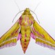 Detailed drawing in coloured pencil of an Elephant Hawk-moth, Artist drawn green and pink patterns, brightly coloured olive and magenta Hawk-moth, painting of Deilephila elpenor