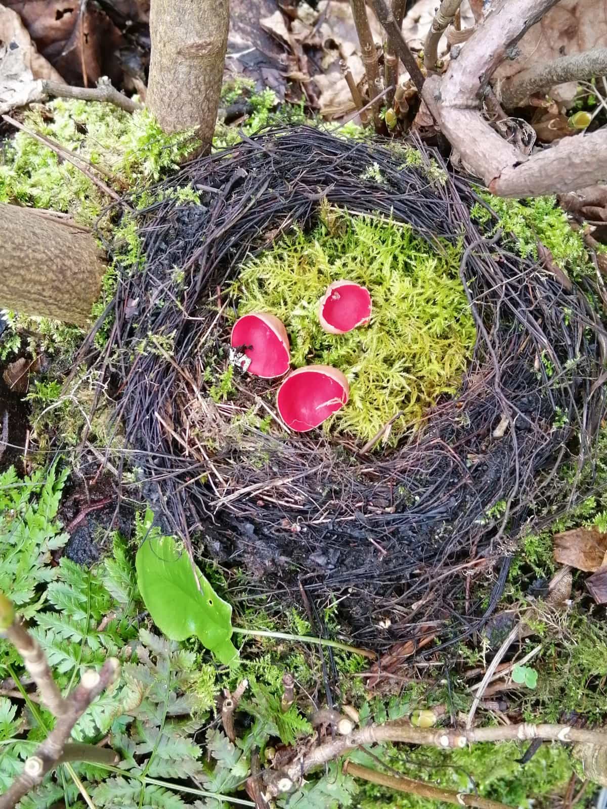 Photo showing 3 Scarlet Elf Cup fungi growing in a mossy nest - maybe there are fairies close by