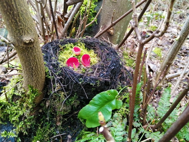 Scarlet Elf Cup red fungi in the woods in a moss filled nest in Scotland